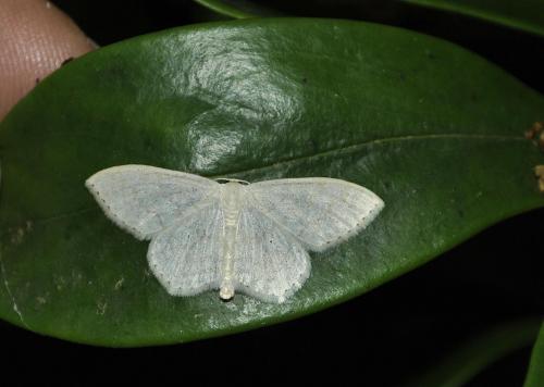Réf. 212 269 : Scopula floslactata
